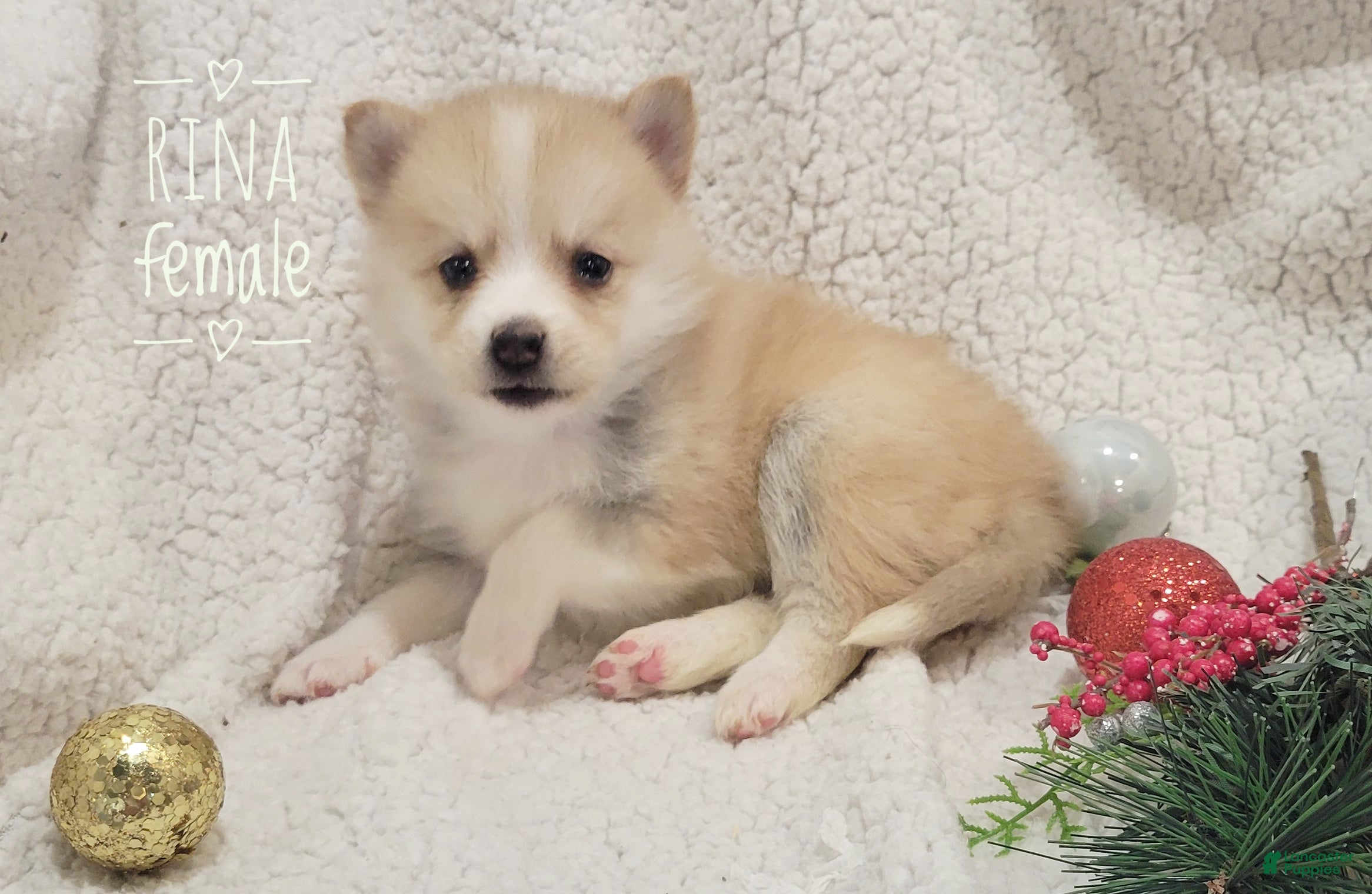 Pomsky dogs Rina - Ad 37