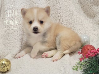 Pomsky dogs Rina - Ad 5
