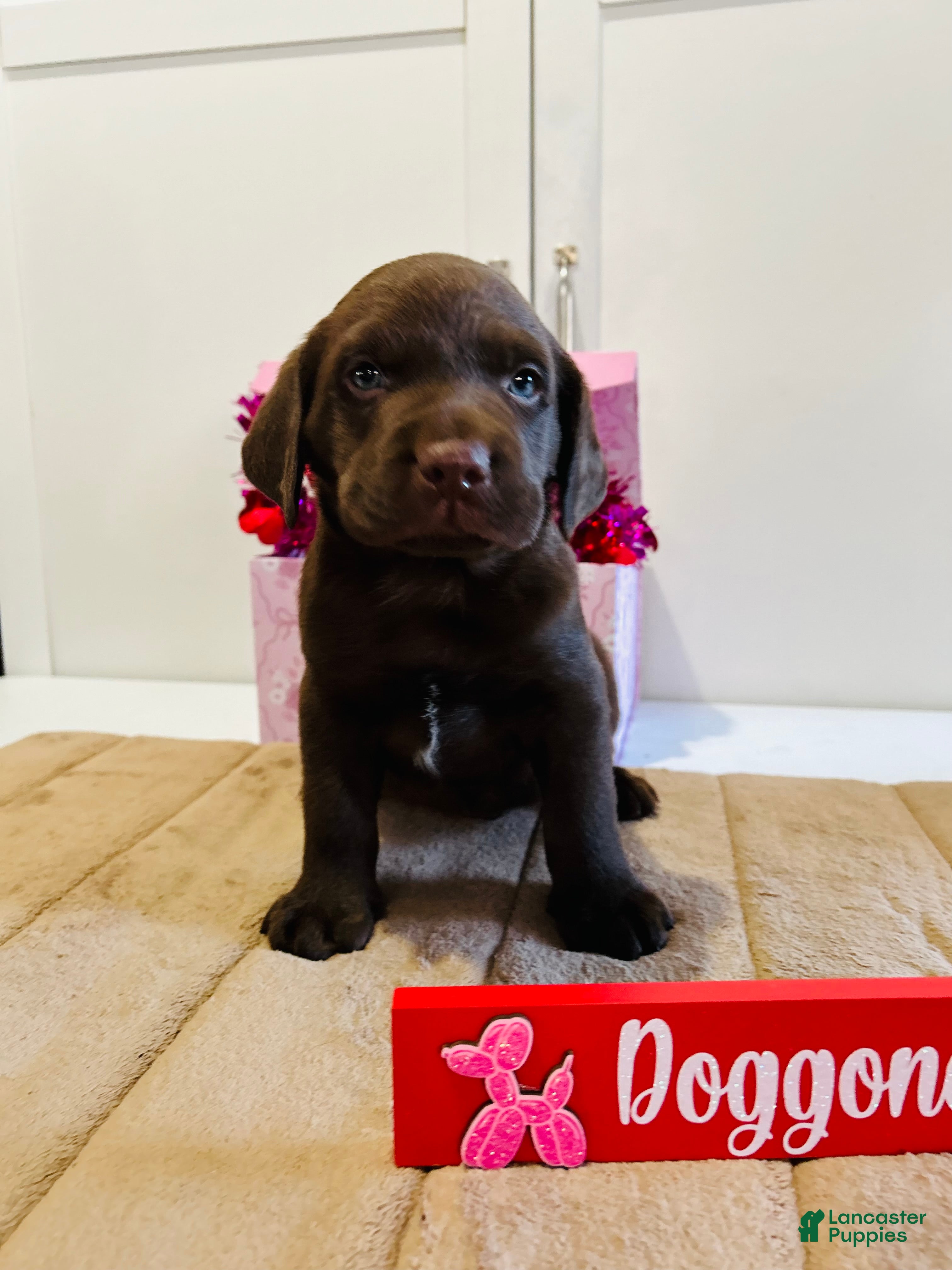 Labrador Retriever dogs Kenny - Ad 31