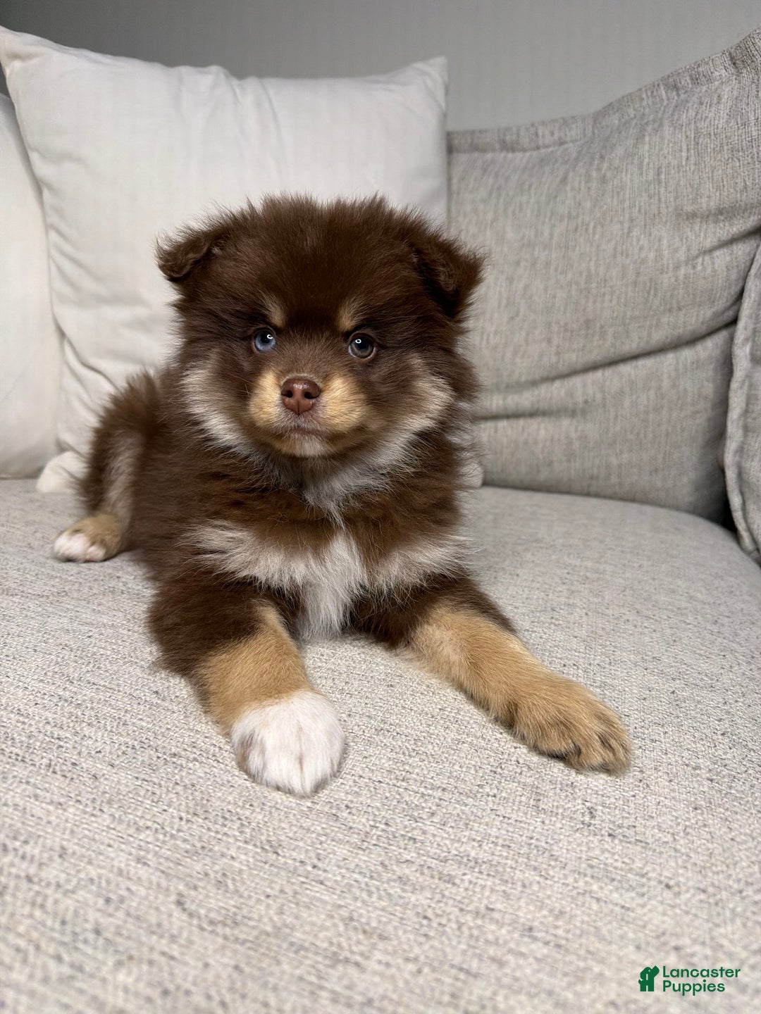 Pomsky dogs for sale: Teddy - Ad 10