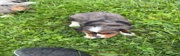 Cavalier King Charles Spaniel dogs for sale: Levi - Ad 5