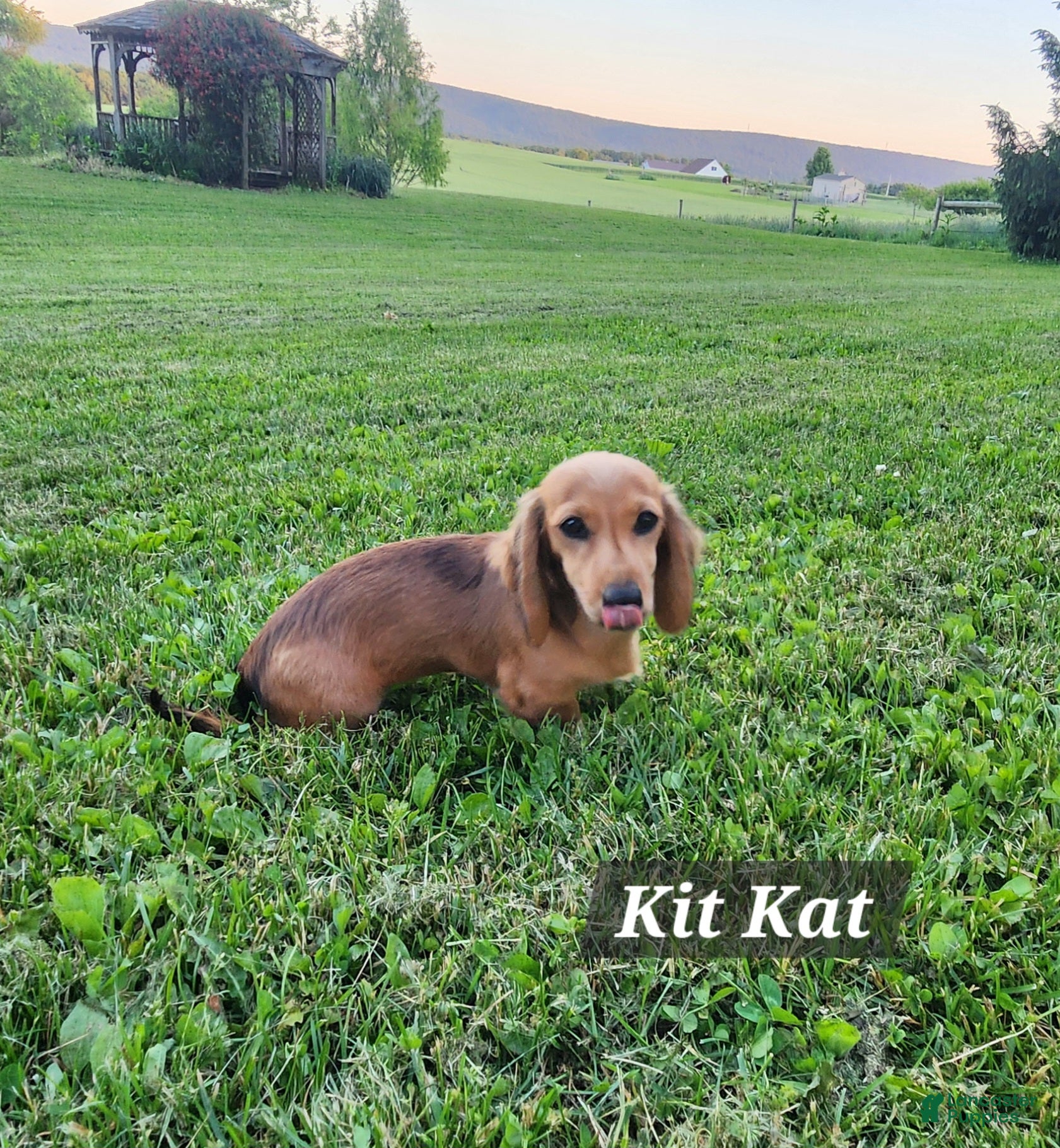 Miniature Dachshund dogs Kit Kat - Ad 2