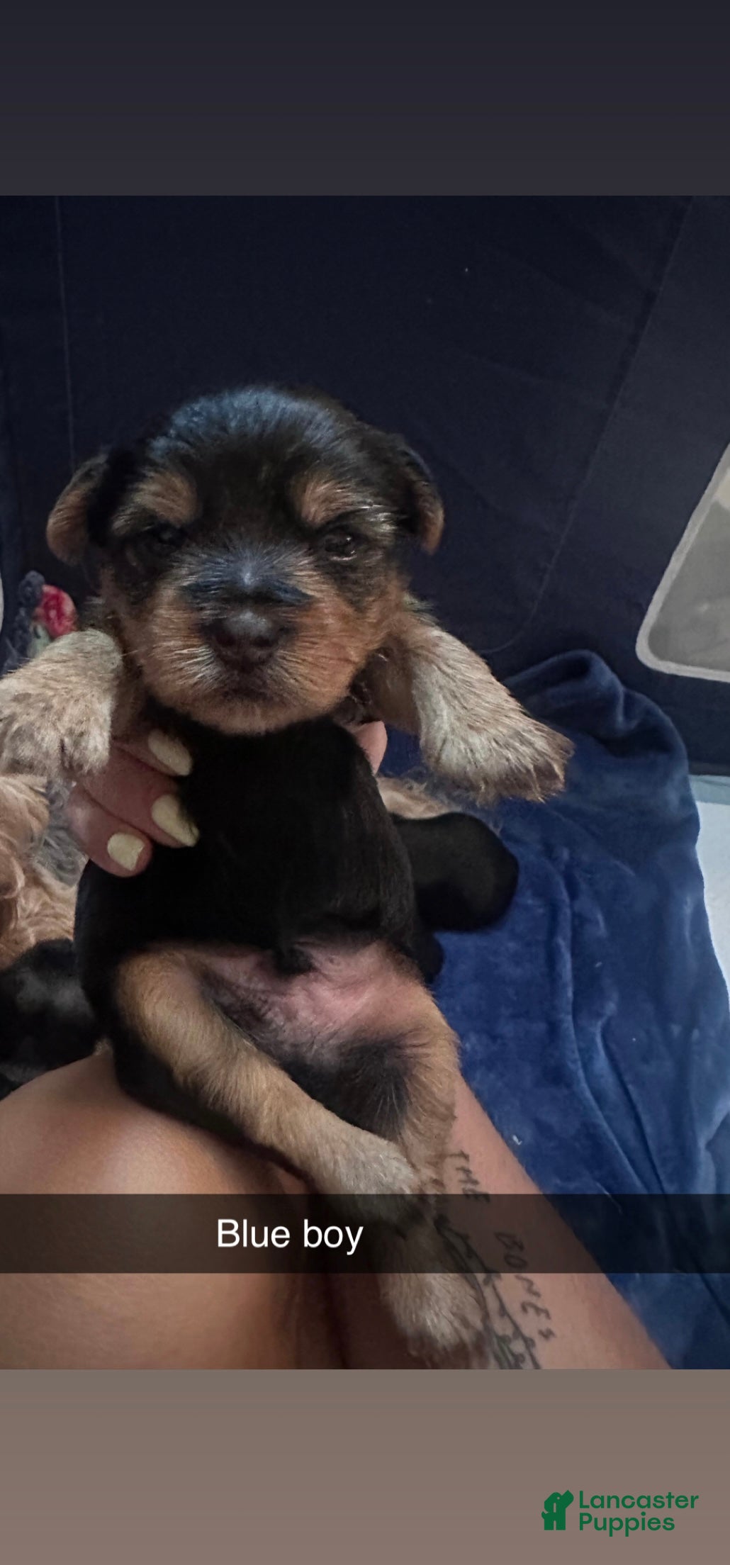 Yorkshire Terrier dogs Yorkshire Terrier Puppy 1 - Ad 33