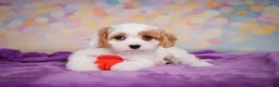 Cavapoo dogs for sale: Penny - Ad 5