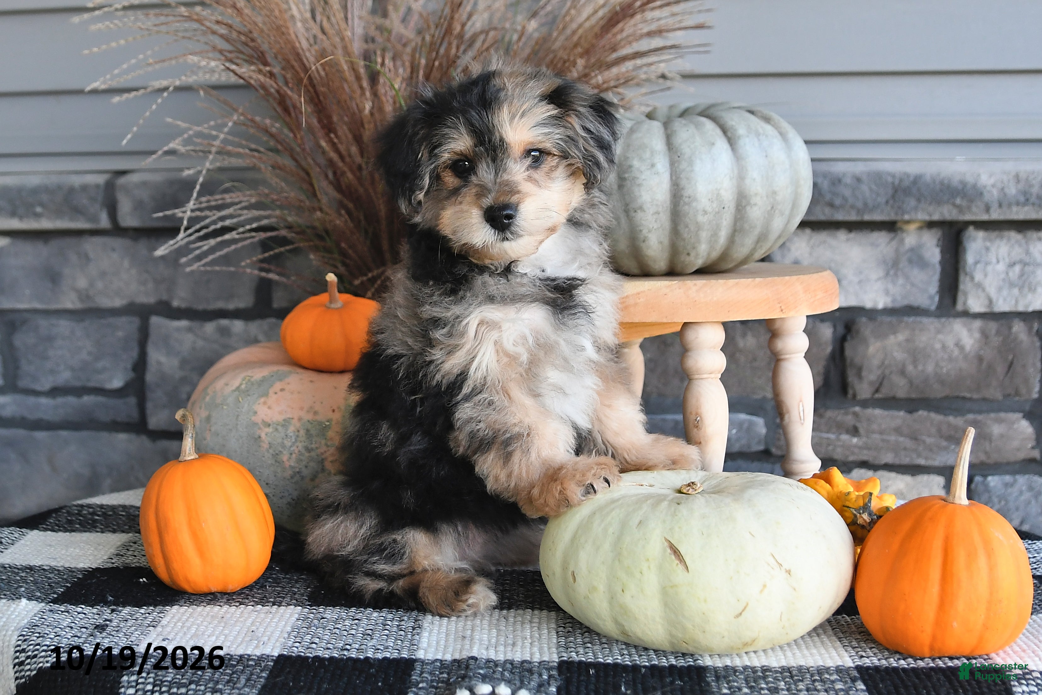 Yorkiepoo dogs Amber - Ad 2