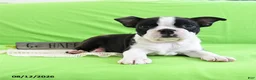 Boston Terrier dogs for sale: Ace - Ad 3