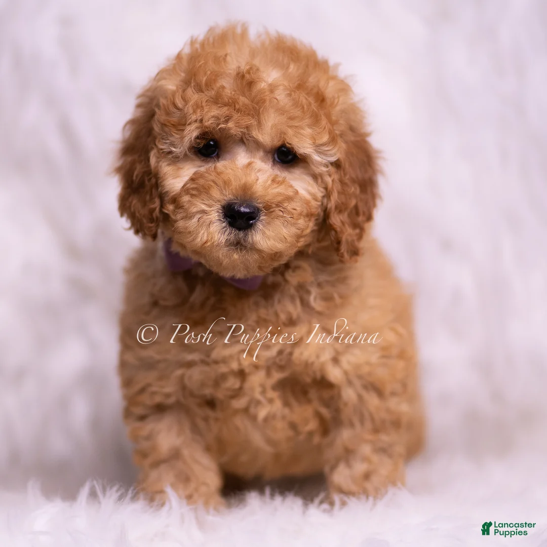 Mini Goldendoodle dogs for sale: Ziggy - Ad 2