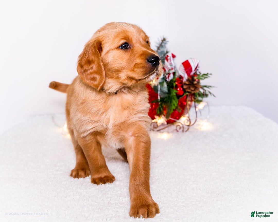 Golden Retriever dogs for sale: Dakoda - Ad 10