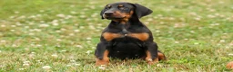 Doberman Pinscher dogs for sale: DIESEL - Ad 3