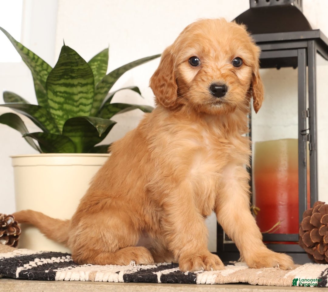 Mini Goldendoodle dogs for sale: Missy - Ad 4