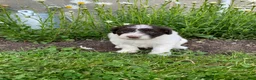 Portuguese Water Dog dogs for sale: Toby - Ad 6