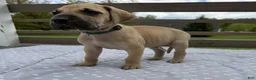 Great Dane dogs for sale: Tortellini (Green) - Ad 4