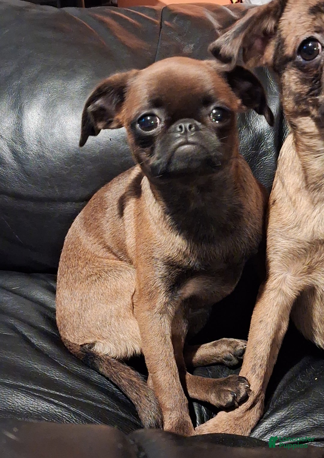 Mixed Breed dogs for sale: Coco - Ad 8