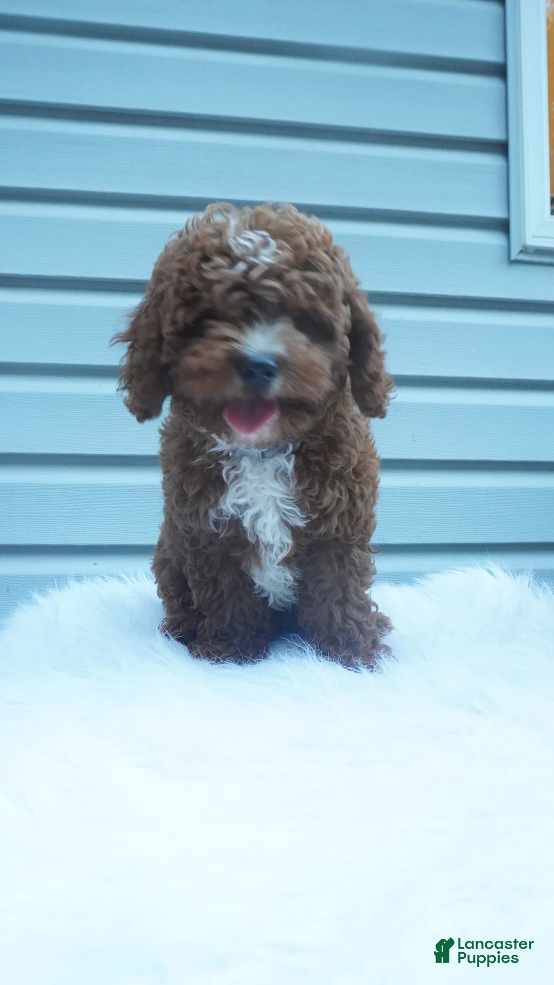 Cavapoo dogs for sale: Teddy  - Ad 11