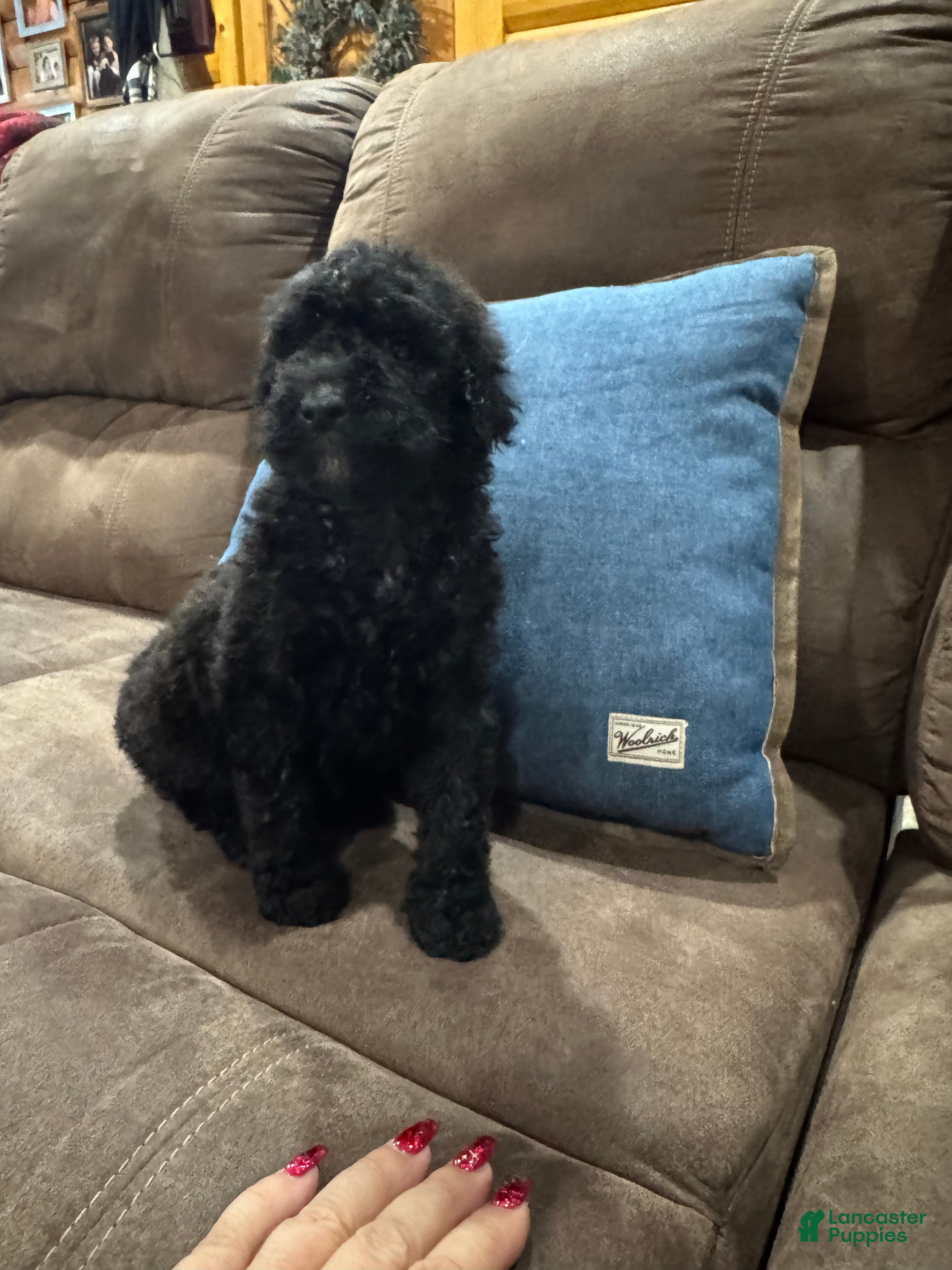 Standard Poodle dogs Calypso  - Ad 2