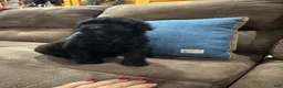 Standard Poodle dogs for sale: Calypso  - Ad 3