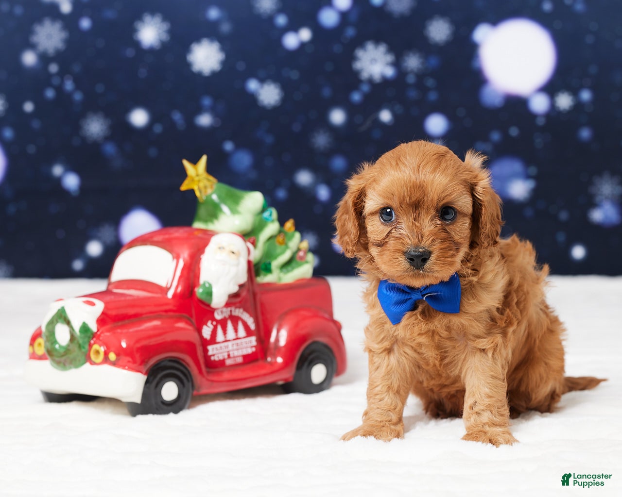 Cavapoo dogs Belmont - Ad 40