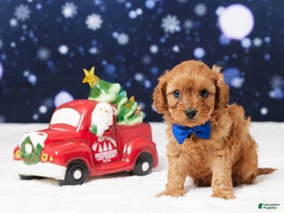 Cavapoo dogs Belmont - Ad 31