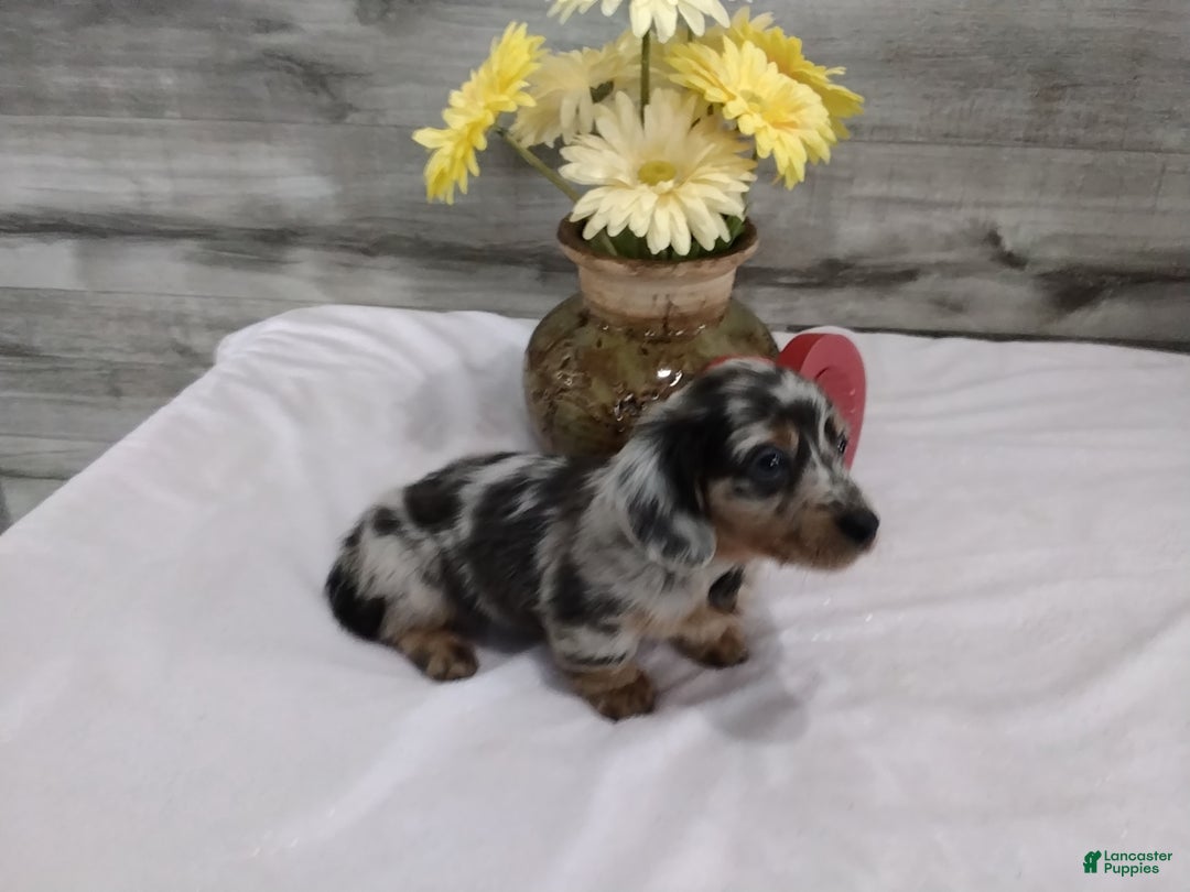 Miniature Dachshund dogs for sale: Baxter - Ad 2