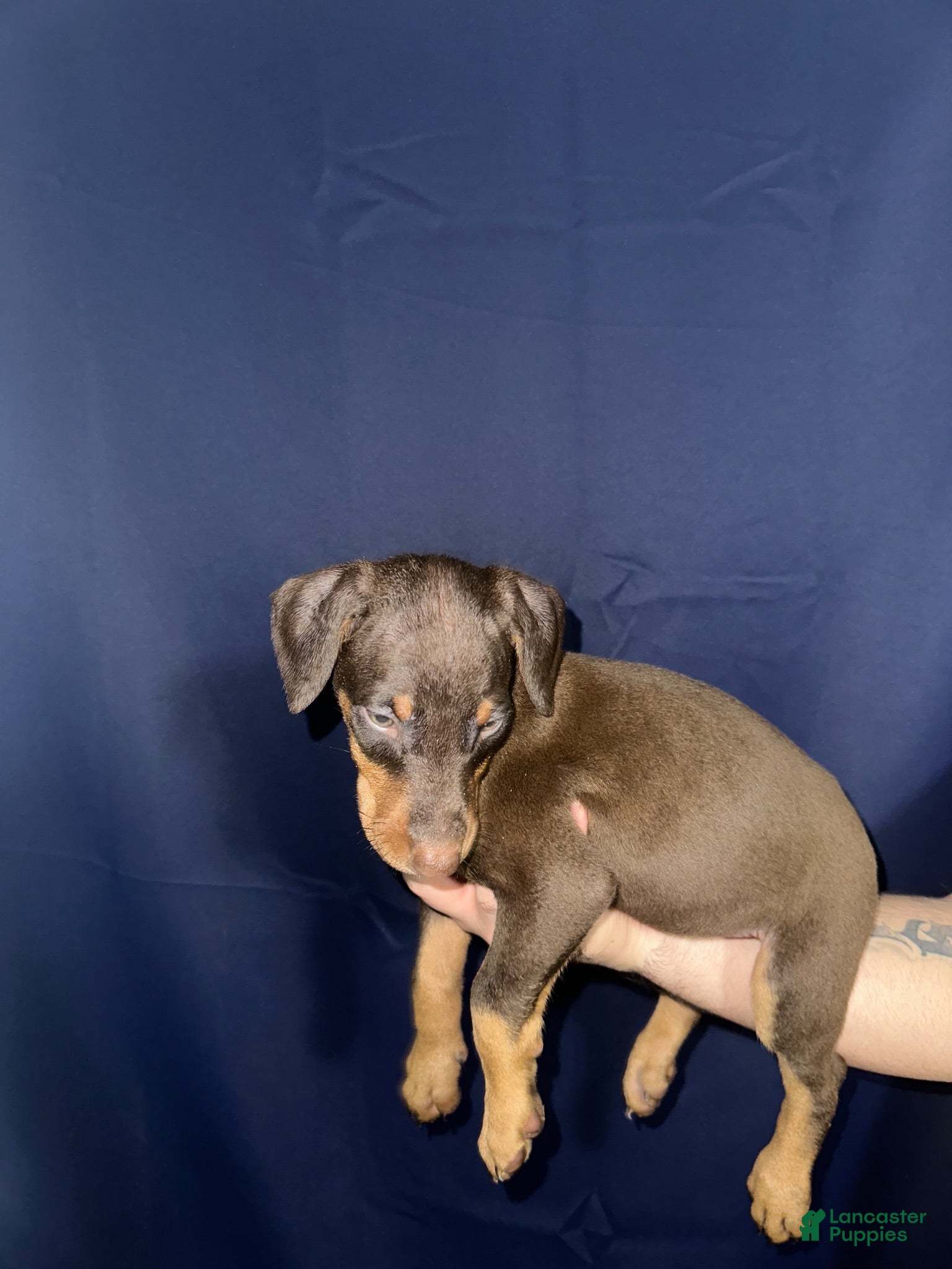 Doberman Pinscher dogs Doberman Pinscher 10 - Ad 5