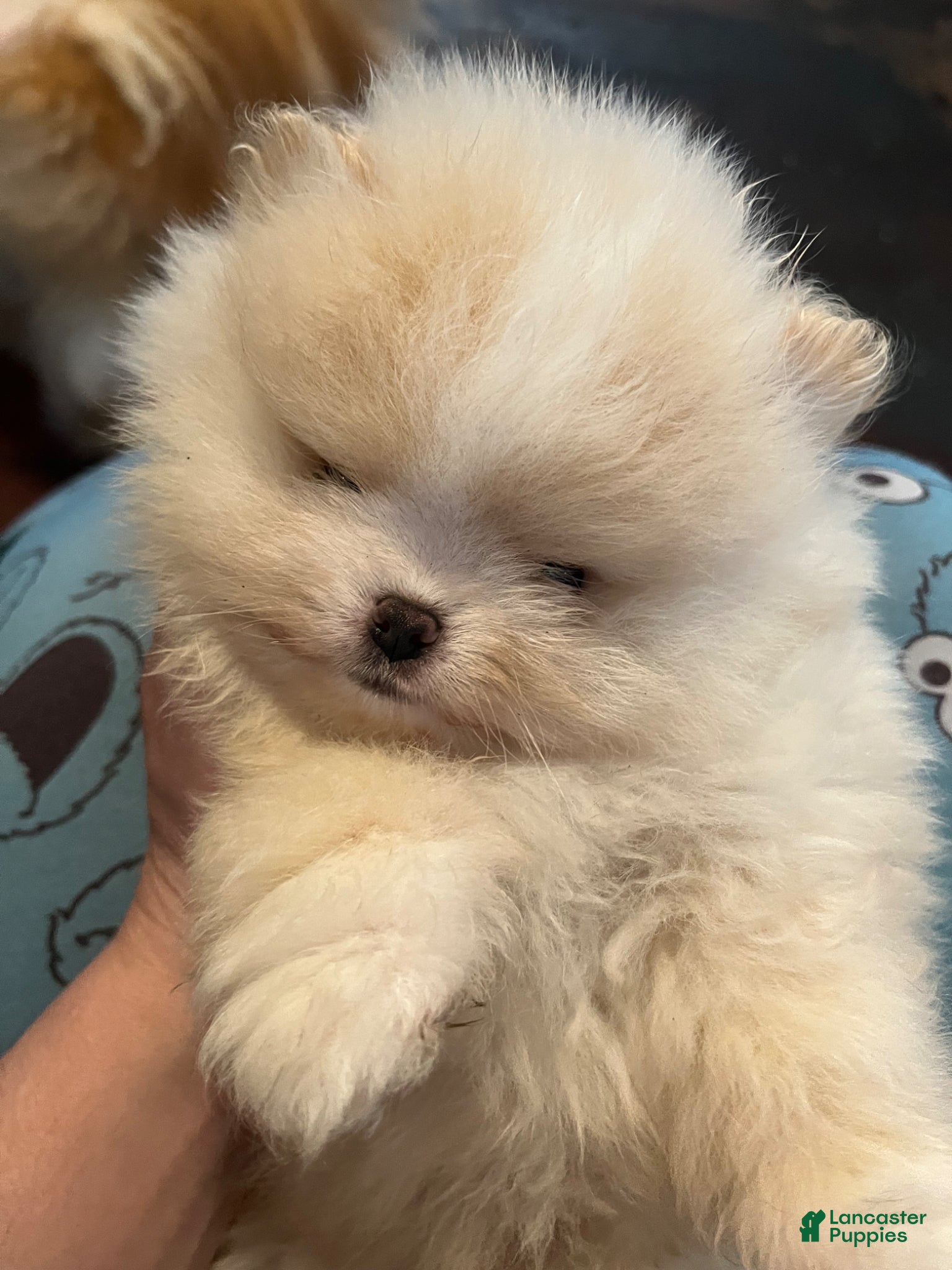 Pomeranian dogs for sale: Pomeranian Puppy 2 - Ad 2