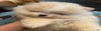 Pomeranian Puppy 2