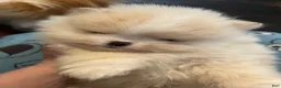 Pomeranian dogs for sale: Pomeranian Puppy 2 - Ad 1