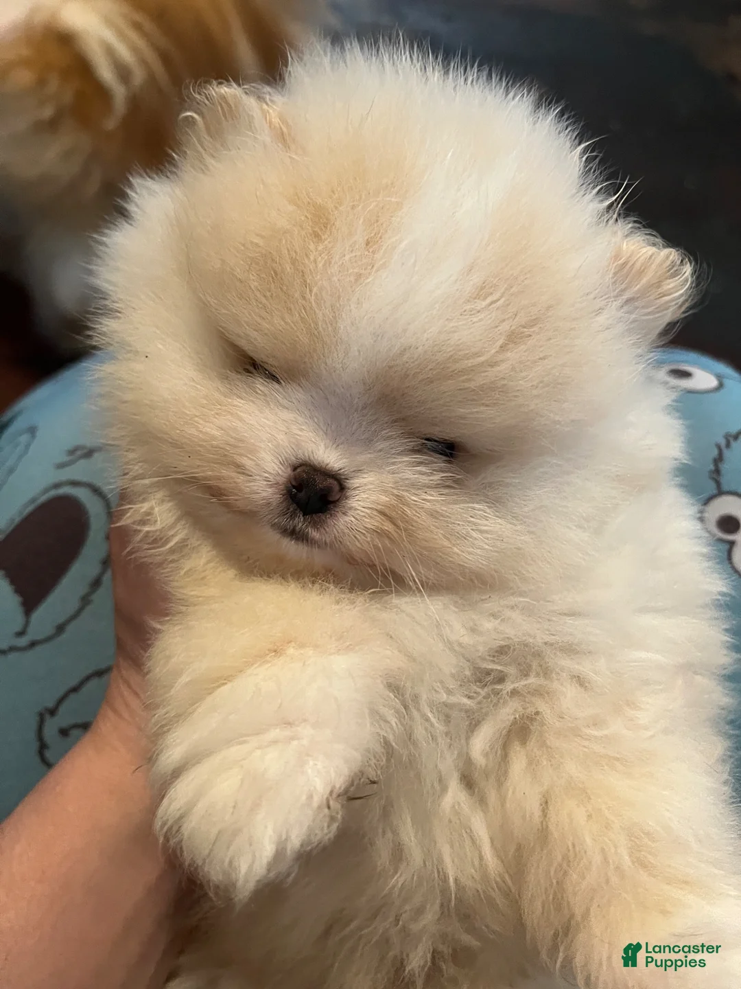 Pomeranian dogs for sale: Pomeranian Puppy 2 - Ad 1