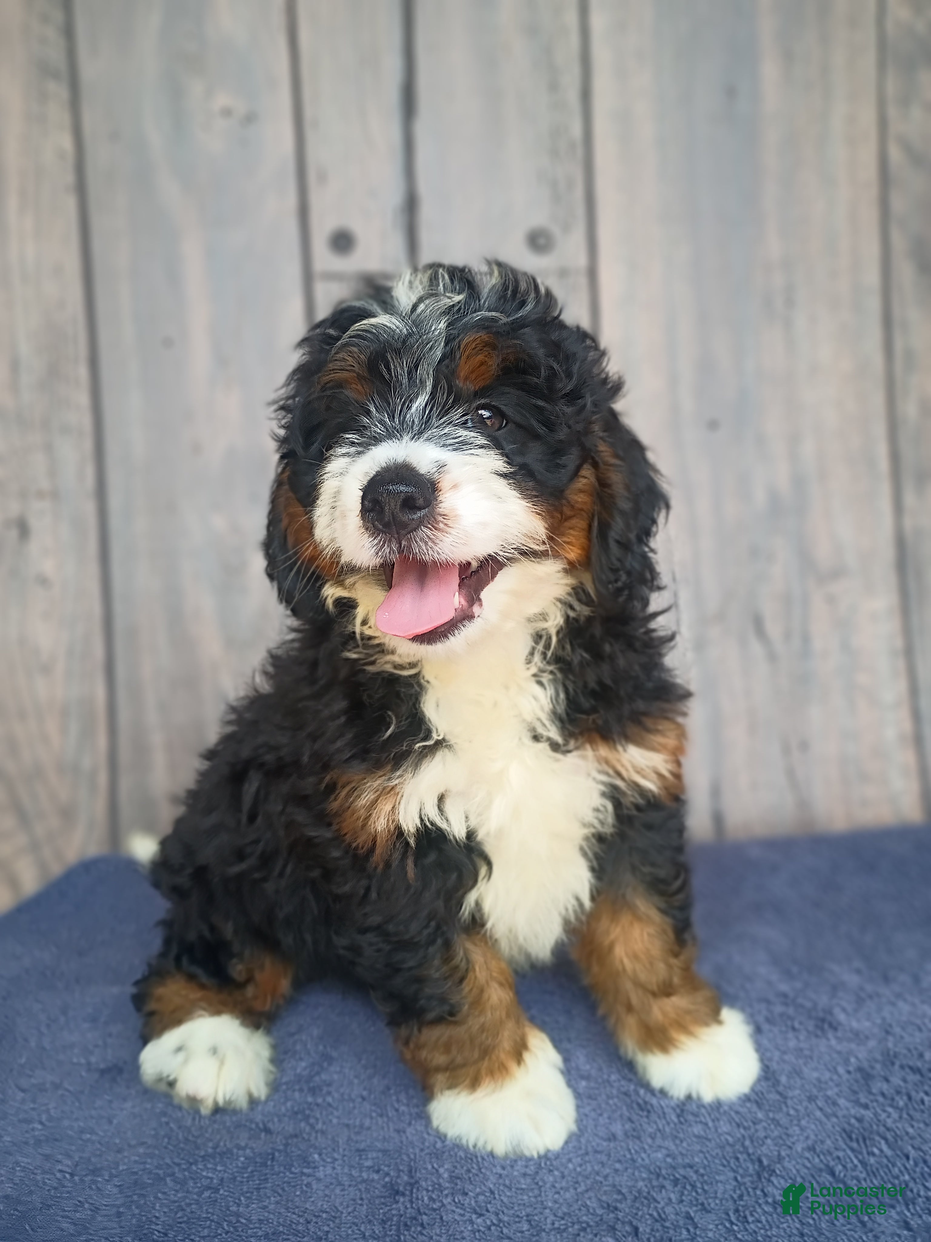 Mini Bernedoodle dogs Beau - Ad 2