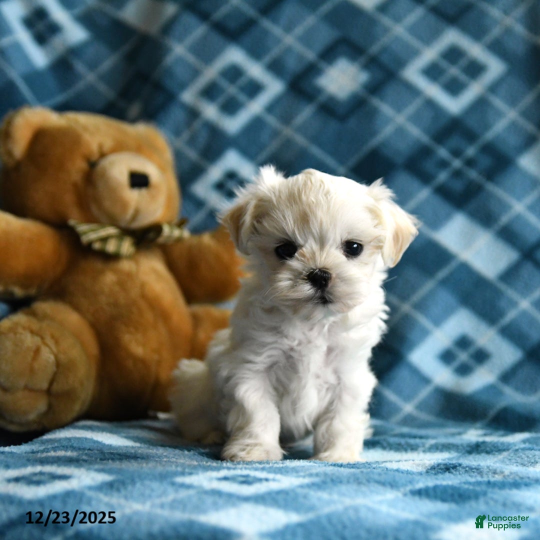 Malshi dogs for sale: Holly - Ad 5