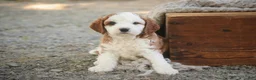Cavapoo dogs for sale: Larry Cavapoo  - Ad 16