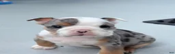 English Bulldog dogs for sale: Madam Billie Jean of Bulldogs Inc. - Ad 4