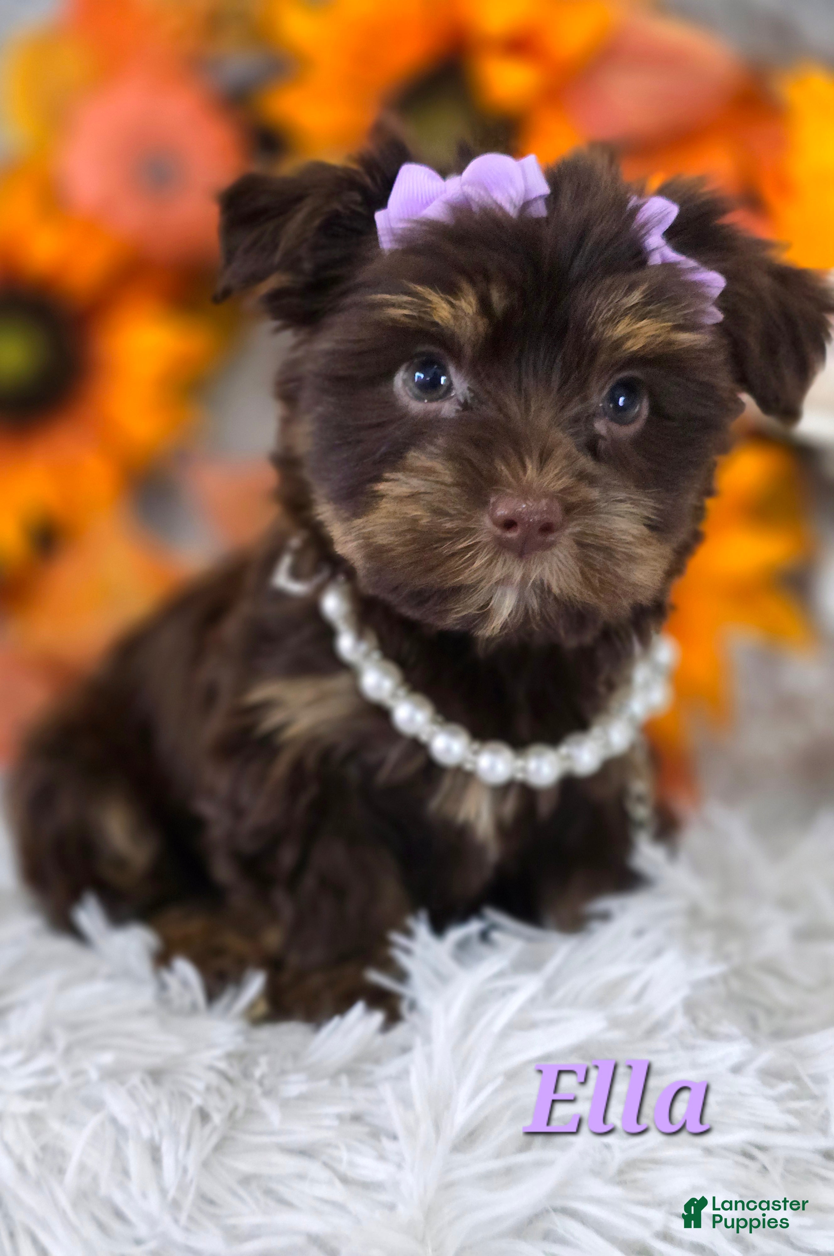 Yorkshire Terrier dogs Ella - Ad 2