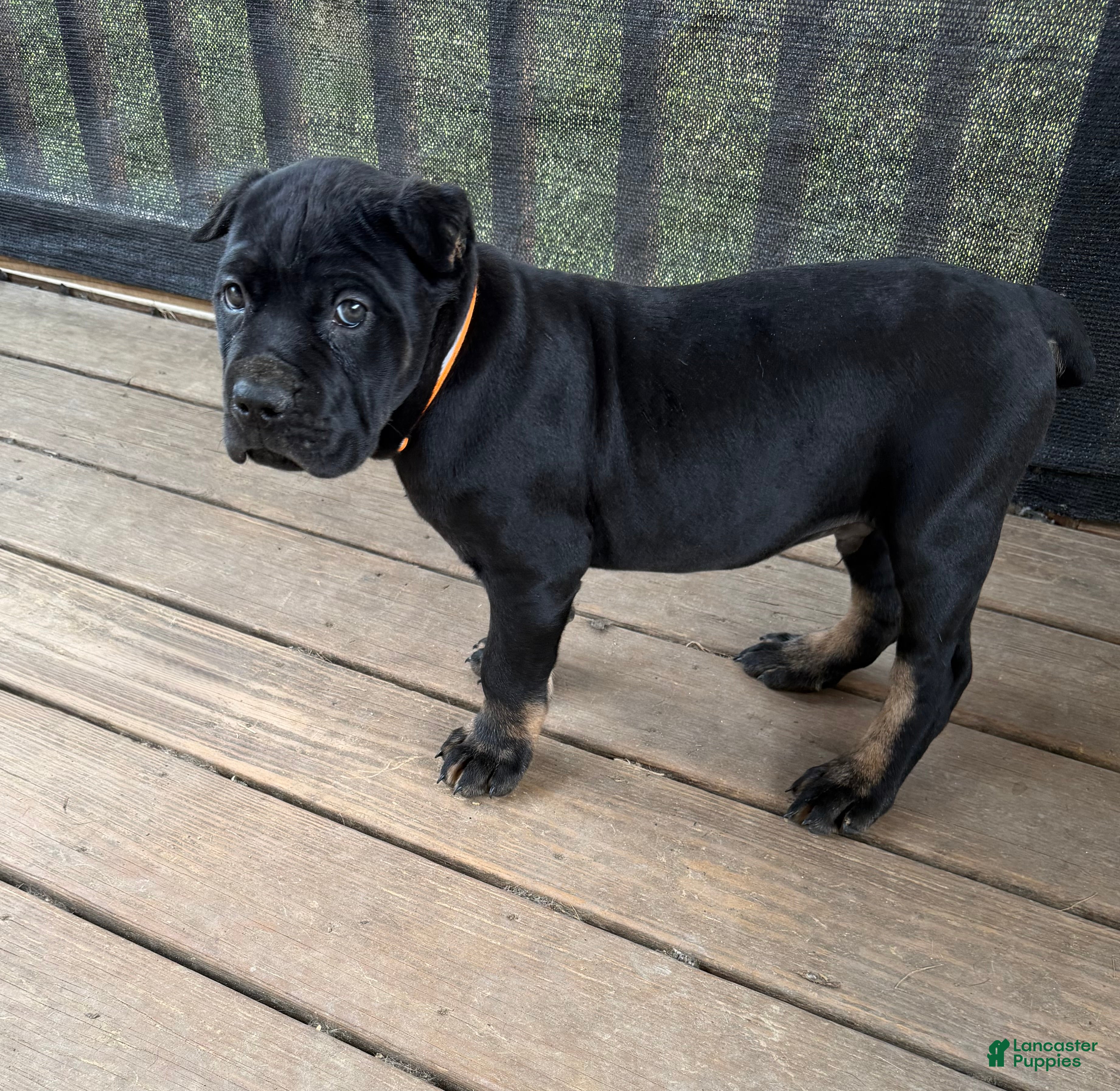 Cane Corso dogs Muscle Man  - Ad 1