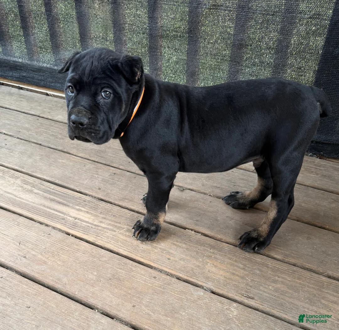 Cane Corso dogs for sale: Muscle Man  - Ad 1