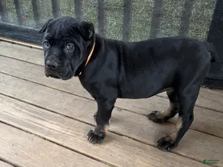 Cane Corso dogs for sale: Muscle Man - Ad 2