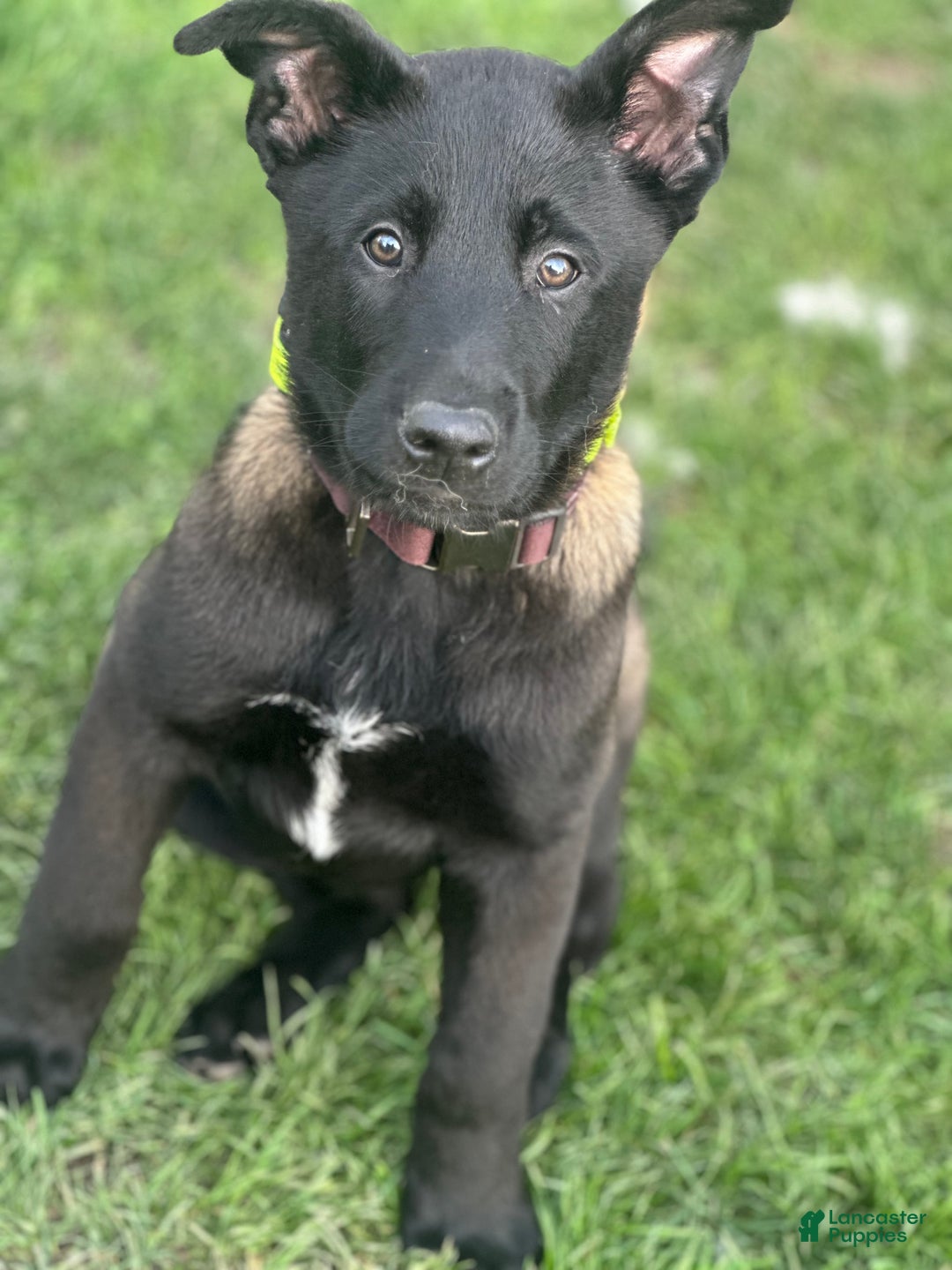 Belgian Malinois dogs for stud: Bode for stud - Ad 7