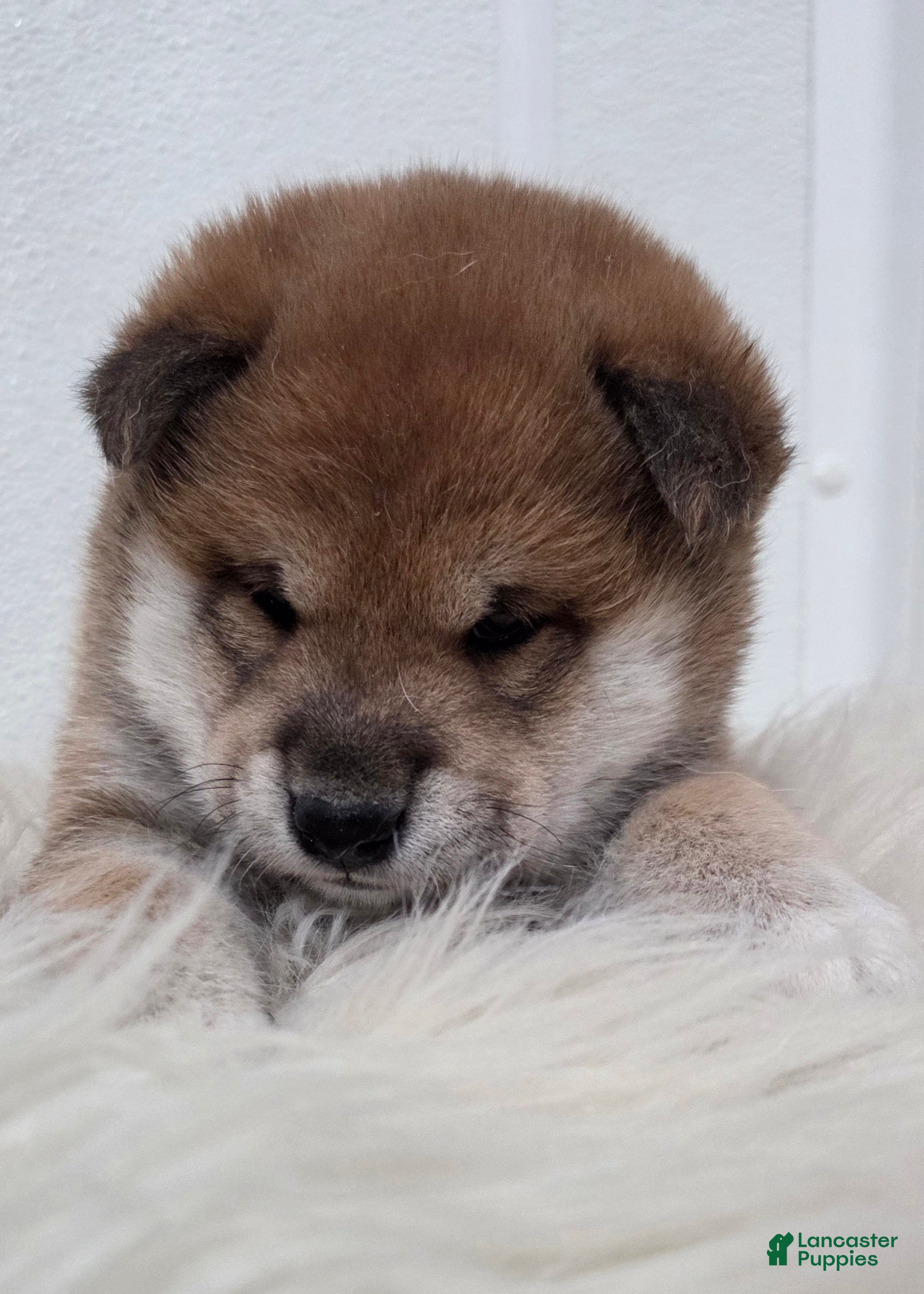 Shiba Inu dogs Anya - Ad 2