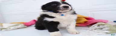 Border Collie Puppy 5 Rolly