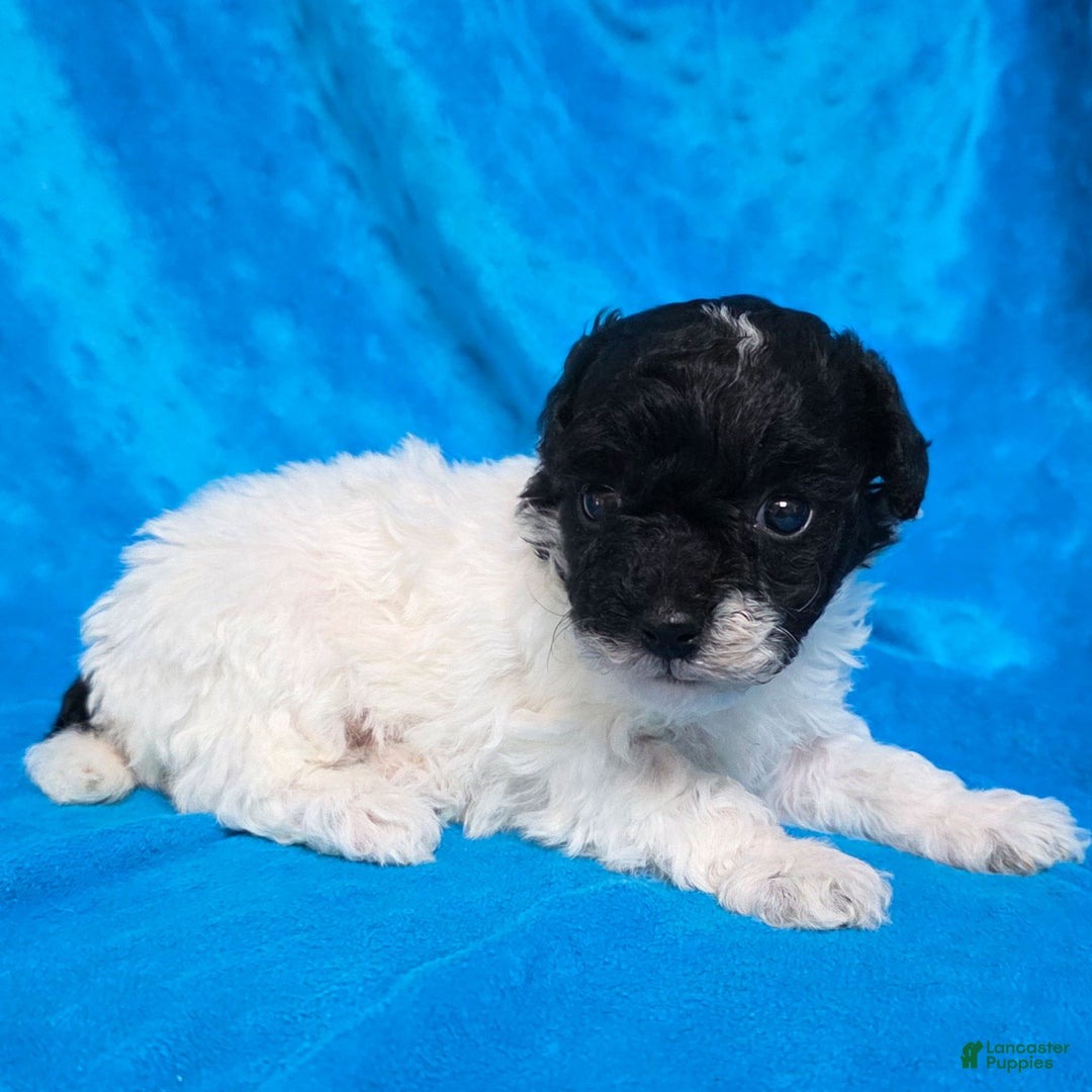 Standard Poodle dogs for sale: Ella - Ad 3