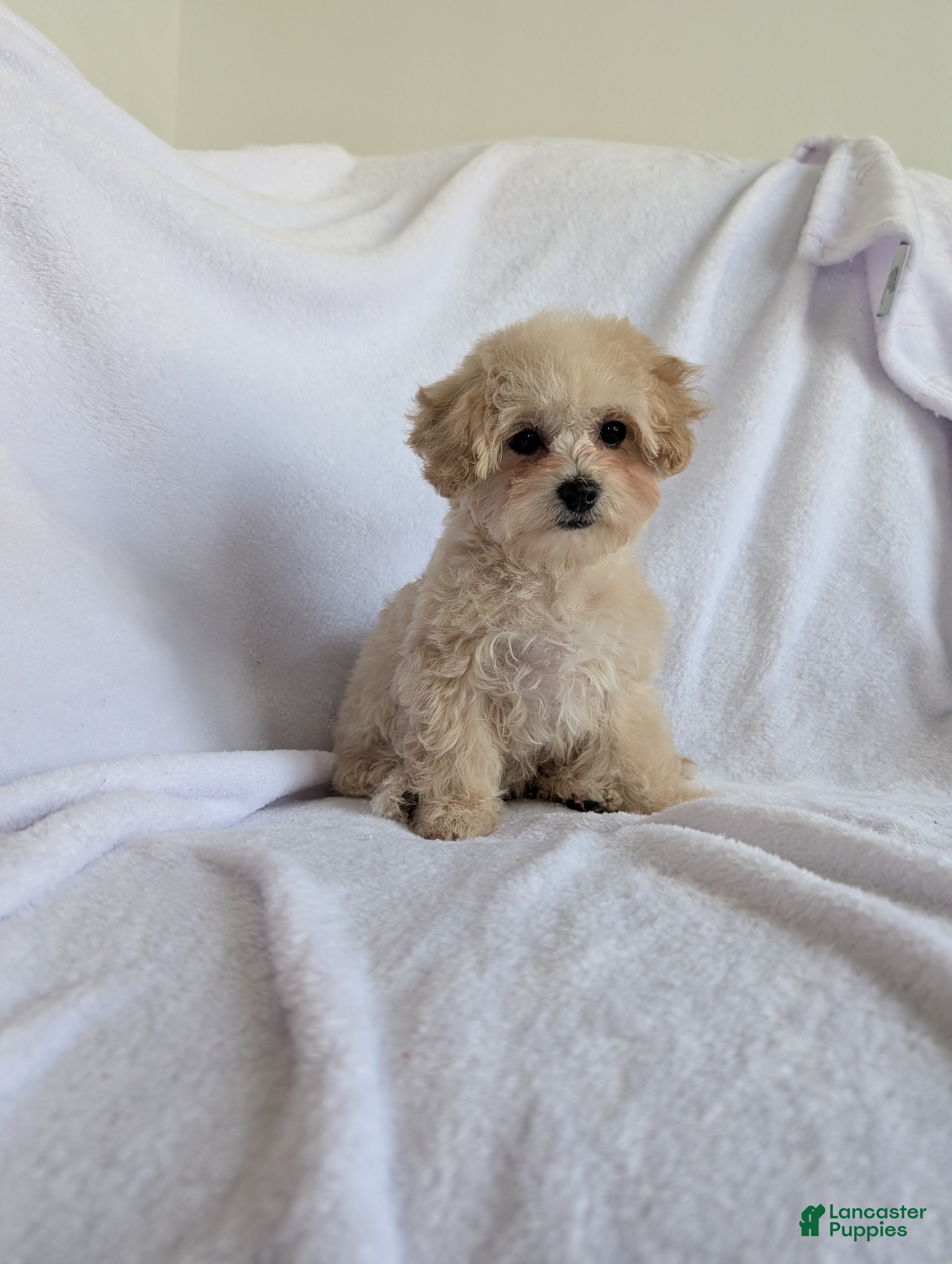 Bichpoo dogs Remi - Ad 1