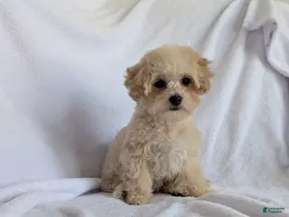 Bichpoo dogs for sale: Remi - Ad 1
