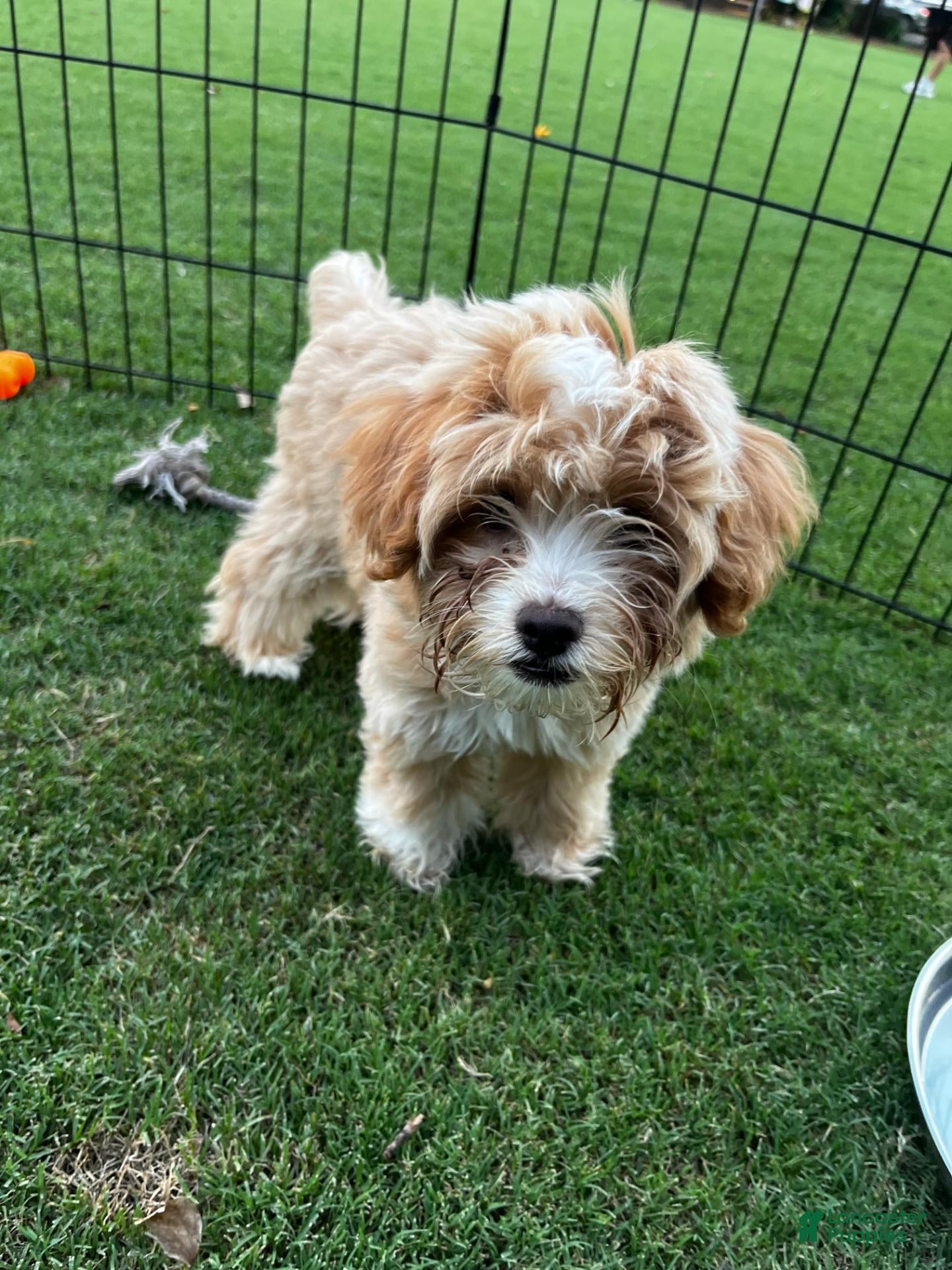Mini Goldendoodle dogs Toy Goldendoodle Male - 10lbs Est. Adult Weight - Ad 2