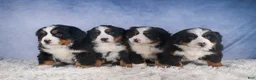 Bernese Mountain Dog dogs for sale: HANNAH - Ad 16