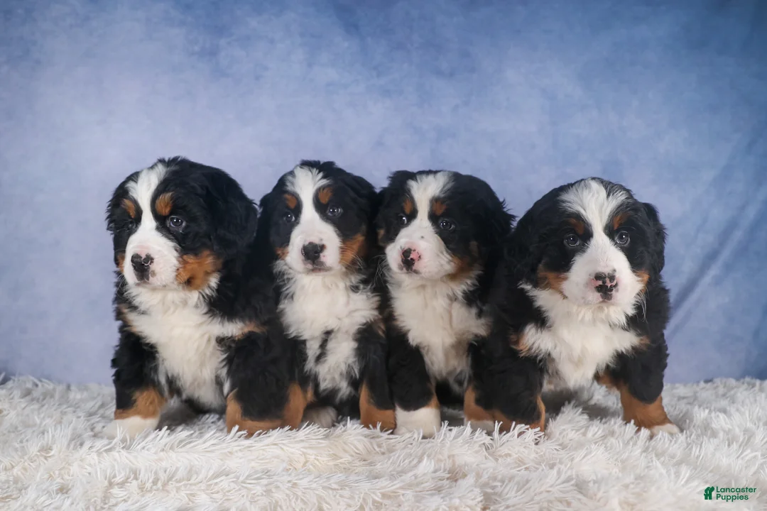 Bernese Mountain Dog dogs for sale: HANNAH - Ad 16
