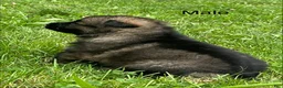 German Shepherd dogs for sale: German Shepherd 1 - Ad 10