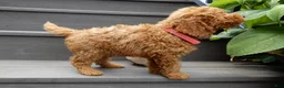 Mini Goldendoodle dogs for sale: Gradie - Ad 4
