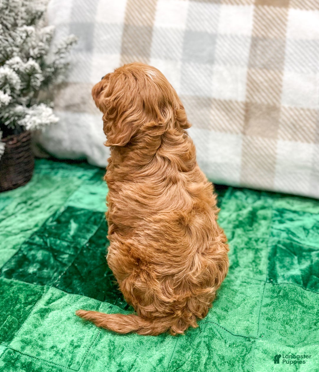 Cavapoo dogs for sale: Oliver - Ad 5
