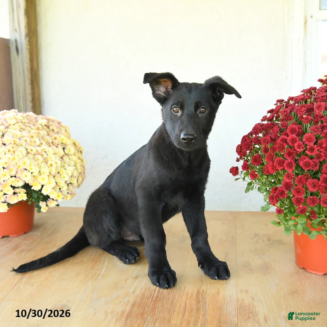 German Shepherd dogs for sale: Baker - Ad 1