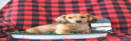 Miniature Dachshund dogs for sale: Clifford - Ad 2
